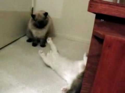 0 Funny Cat Clips