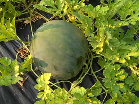 how to know when to pick a watermelon off the vine