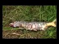 why-alaska.html