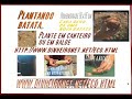 Como plantar cebola,batata e alho