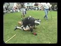 Dog Brothers - Crafty Dog