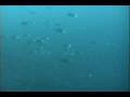 南伊豆 神子元島 200507b