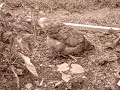 Gardening with Buttercup, A Free Range Chicken Gardening with Buttercup, A Free Range Chicken