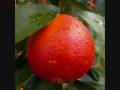 clip video Ours Orange