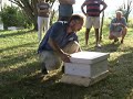 Beekeeping with Dana 1 of 5, Getting rid of Mites with Formic Acid