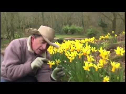 how to grow daffodils