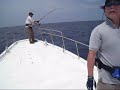 Twinspotted snapper, I-Style