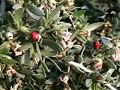 Ladybugs