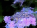 夏から夏まで