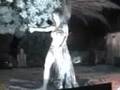 Aida en zoco árabe Benalmádena- bellydance