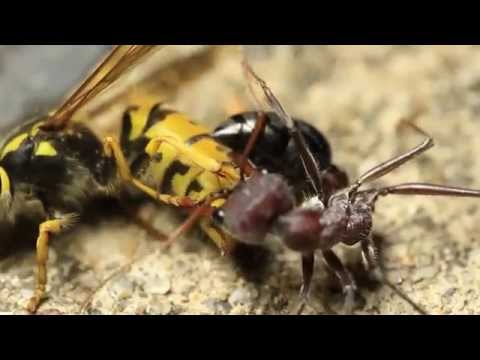 how to get rid of european hornets