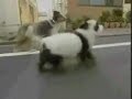 Panda dog Panda dog