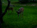 10 point buck up close