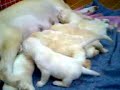 labrador puppies 2.3gp