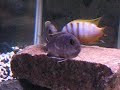 Metriaclima red top \ Metriaclima red top \