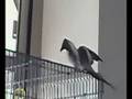 cockatiel dancing