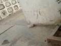 FANTASMAS EN HUACHO