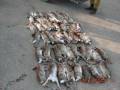 wild life 2