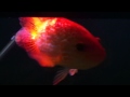 Xanthic Parachromis Managuensis pt 6