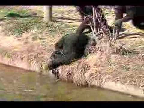 Ver video