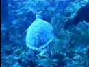 Turtle on the run Bahamas Turtle on the run Bahamas
