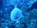 Turtle on the run Bahamas