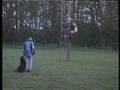 Redbull Rottweiler