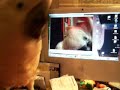 bogie-dancing-with-himself-on-youtube.html