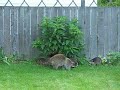 baby raccoons climbing fence