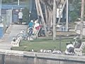 Feeding the seagulls\"Songbird\" Eva Cassidy & Christie McVie created by Leiza Halsey