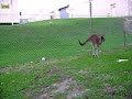 Skippy Skippy