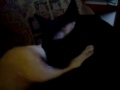 Seti's New Friend