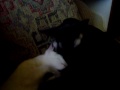 Seti's New Friend