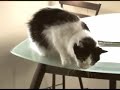 Talking Conversational Cat Talking Conversational Cat