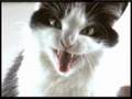 Talking Conversational Cat