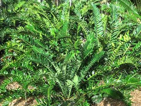 how to transplant cycads south africa