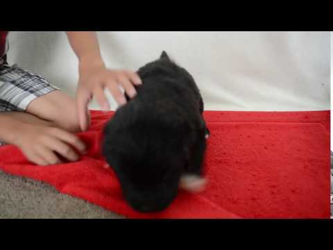 Salmon Puppy For Sale
