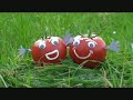 Genmanipulierte Tomaten