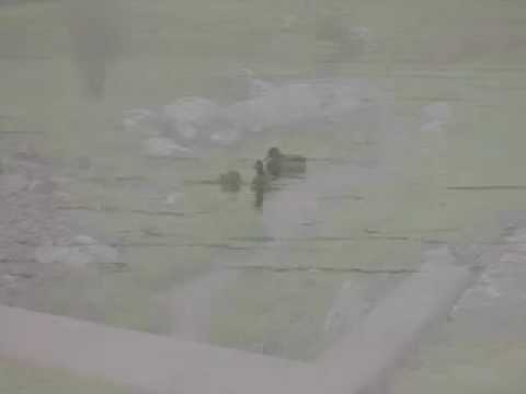 Nonpoint Source Pollution: An introduction to stormwater