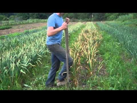 how to harvest garlic