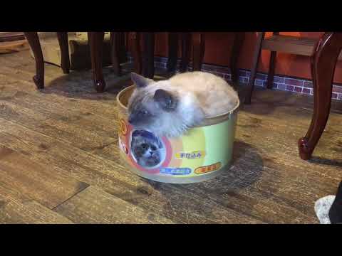 動画