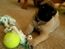 8232008Bella The Pug 2524