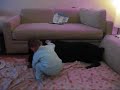 Rott ve �ocuk / Rottweiler and kid