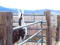 Llama spit fight (part 2 of 11)