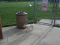 Bossier Goes to Fort Woof (Part 2)