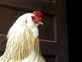 Gimpy The Rooster calls his ladies home