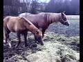 Petronella and the arabians