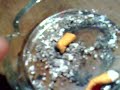 M�zg faraona jako karma dla ps�w