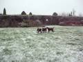 my snow dogs!!!