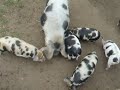 Kune kune pigs